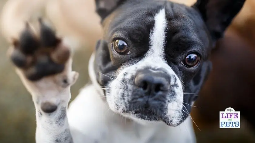 is your dog left pawed or right pawed