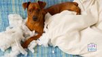 stop dog destroying things when left home alone