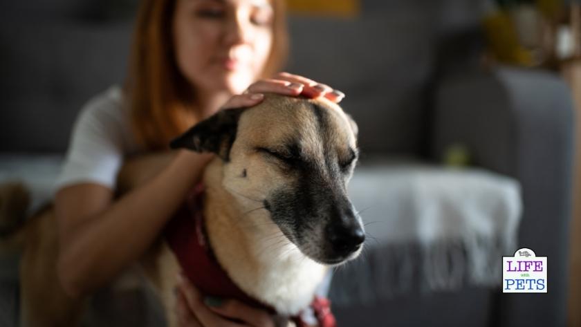 tellington touch dog