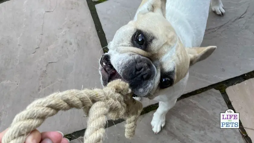The Best Rope Toys For Pets  from Master Ropemakers of Chatham