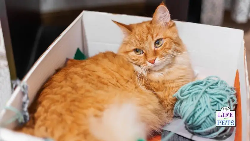 12 DIY cat enrichment ideas 8