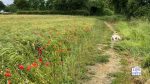 scentwork with french bulldog