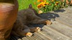 lazy day with your cat