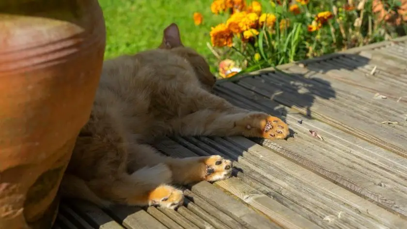 lazy day with your cat