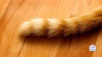 cat tail language meanings