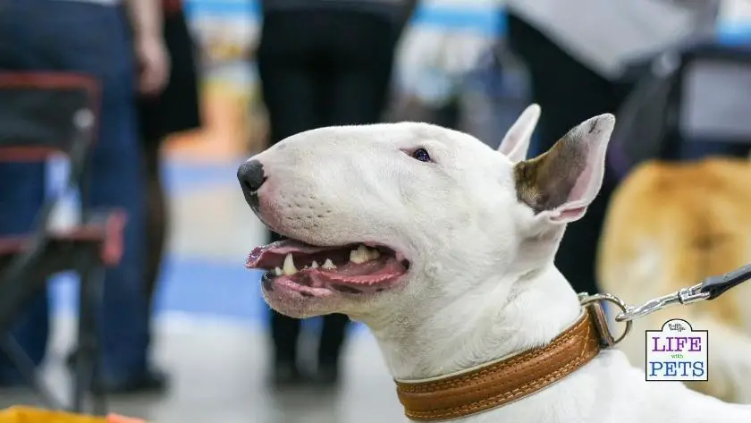 deaf dog enrichment ideas