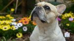 do dogs get hay fever