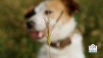 grass seed injuries in dogs