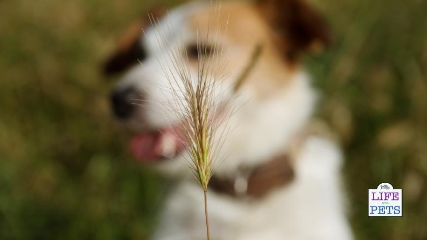grass seed injuries in dogs