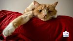 signs of a bored cat and enrichment ideas to help 4