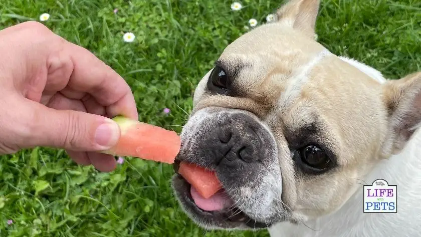 watermelon for dogs