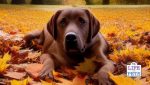 Acorn Poisoning in Dogs