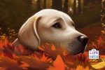 Acorn Poisoning in Dogs 2