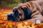 Acorn Poisoning in Dogs 7