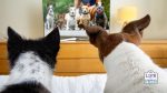 Keep Your Dog Entertained Whilst You Are at Work - DOG TV