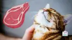 cat protein