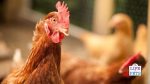 diy chicken enrichment