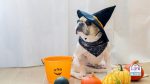 halloween costumes for dogs