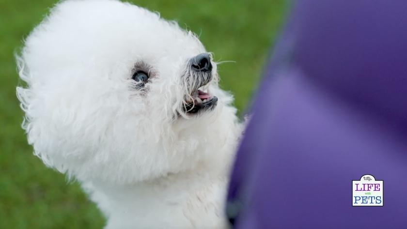 national pet eye awareness week
