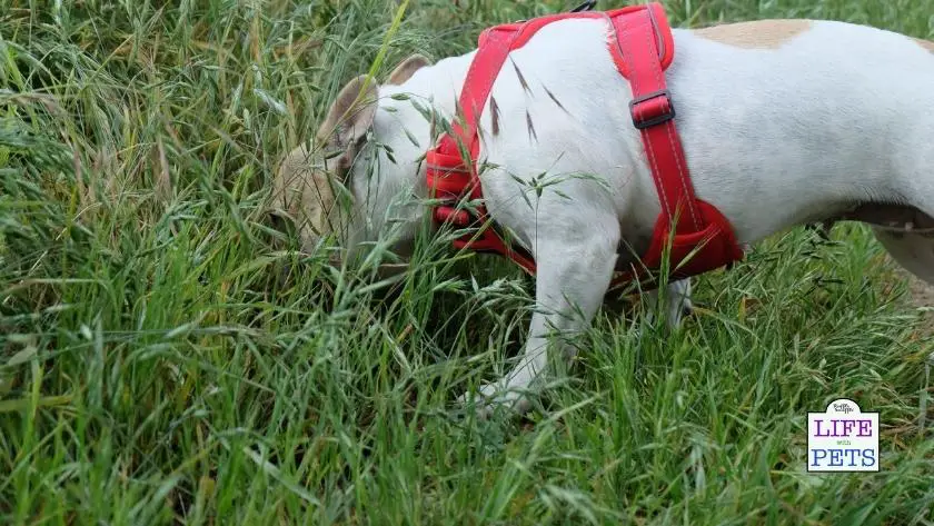 how many calories does a dog burn walking