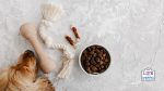 surprising pet products damaging the environment