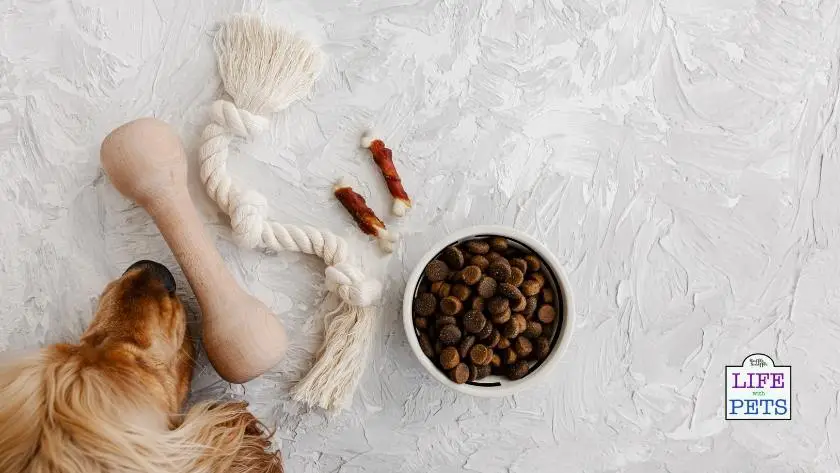 surprising pet products damaging the environment