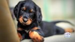 top tips to giving your dog a new home