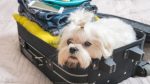 travel without dog