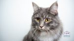 how to prepare for an indoor cat