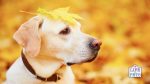10 of the most common dangers for dogs in autumn