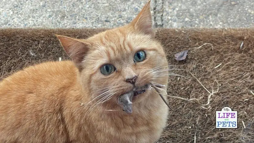 6 bizarre things your cat does