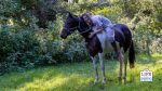 Mental health benefits of working with horses