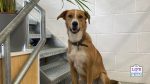 Revealed Office Workers Want a Workplace That Welcomes Dogs