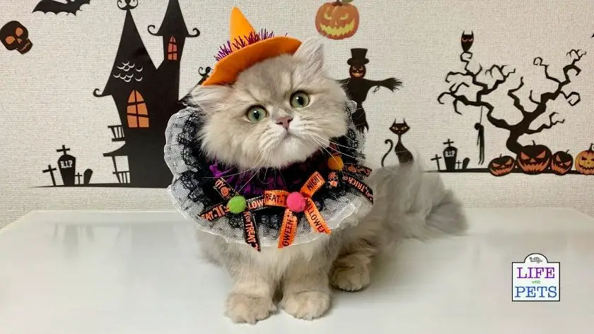 Six tips to keep your cats safe this Halloween