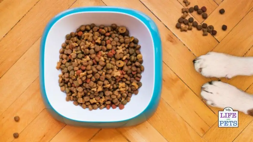 Understanding Dog Food ingredients A glossary
