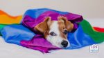What Your Pets Can Expect When You’re Transitioning and Looking for Love