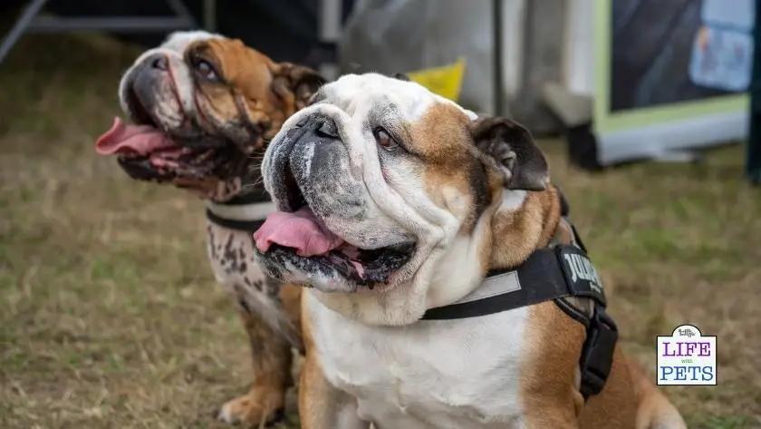 common skin problems in dogs