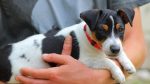 cost of owning a small dog uk