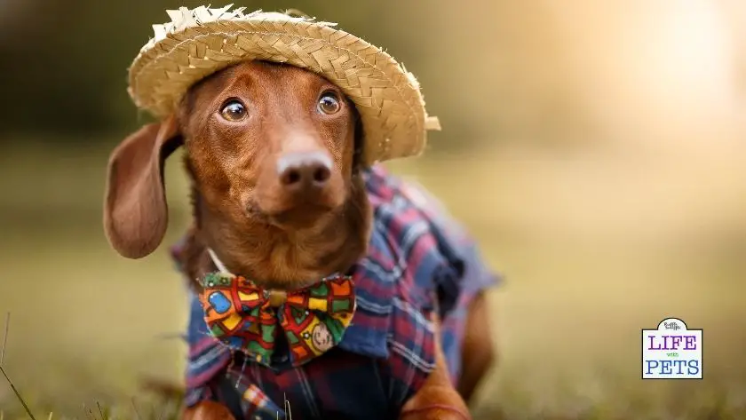 dressing up your dog