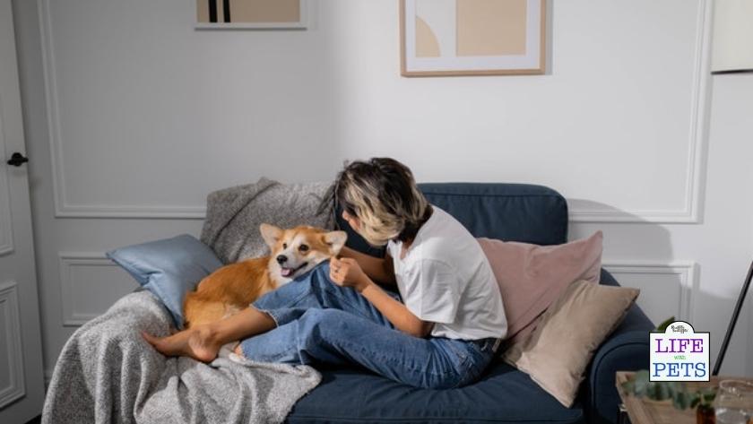 fish oil chews for dogs