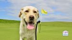golf with your dog