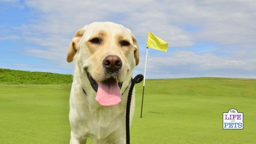 golf with your dog