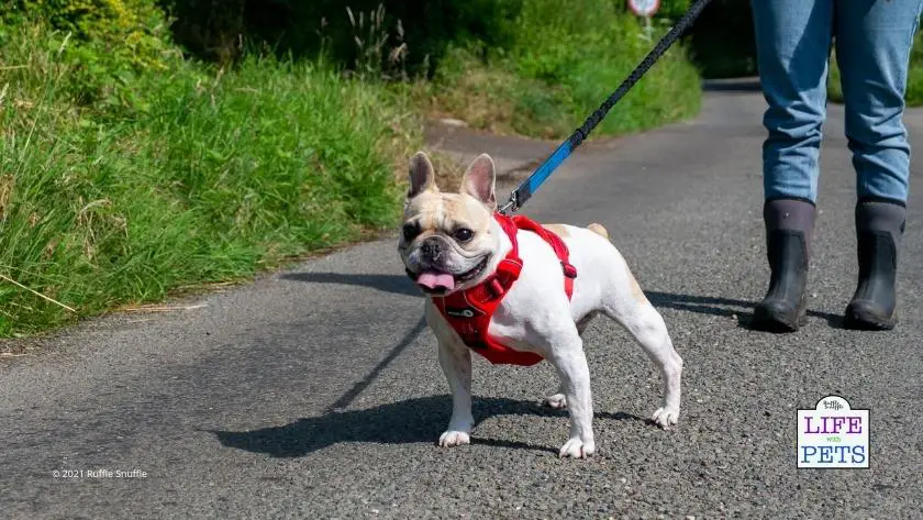 harness