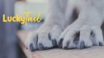 lucky tail nail grinder 2