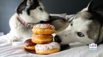 pet obesity awareness day