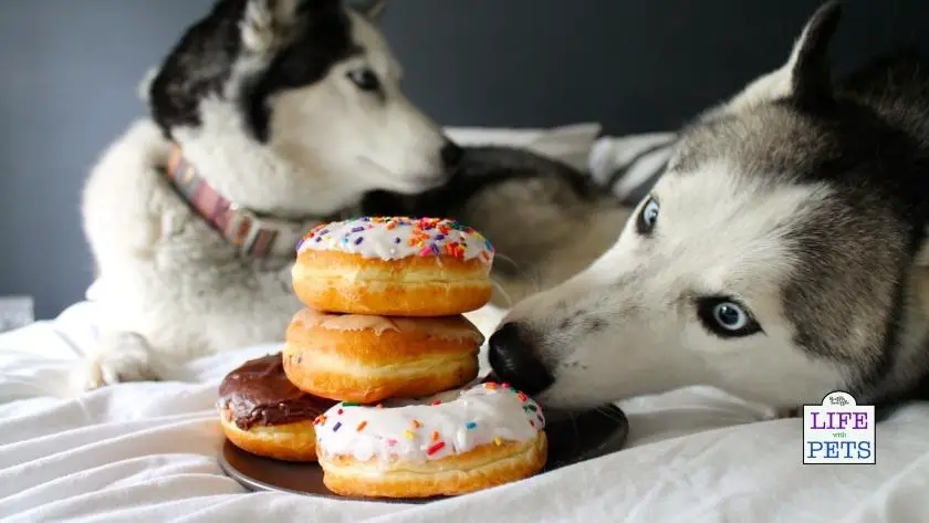 pet obesity awareness day