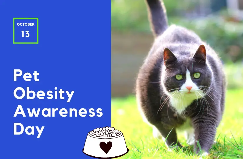 pet obesity