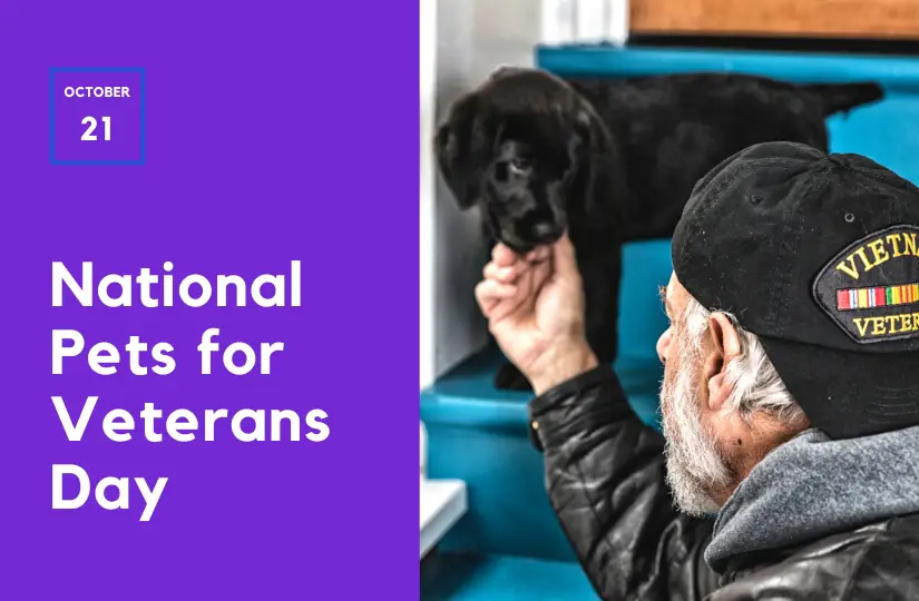 pets for veterans day
