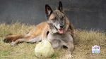 senior dog enrichment ideas