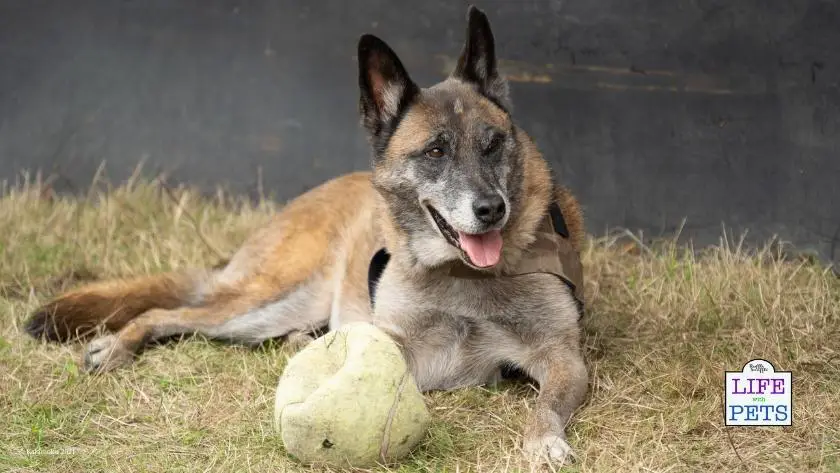 senior dog enrichment ideas